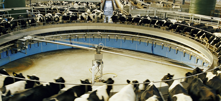 mega_dairy