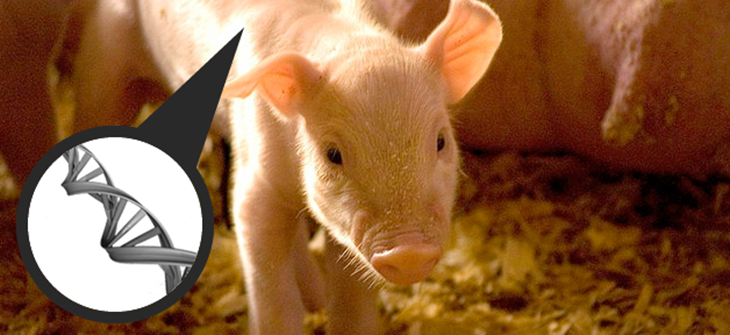 gmpig