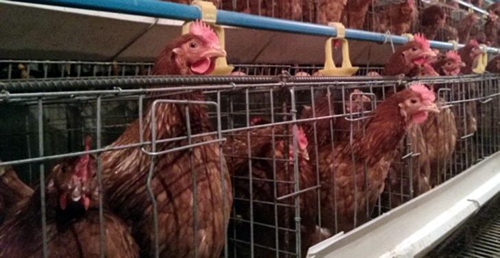 vietnam_hens