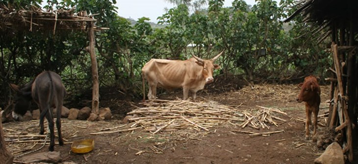 livestock_azgo