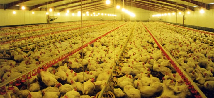 broiler_shed1_cciwf