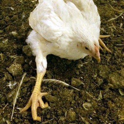 Broiler chicken
