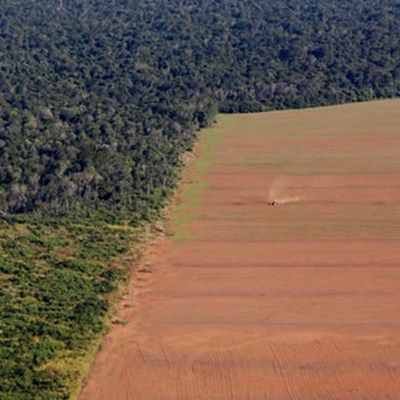 Deforestation