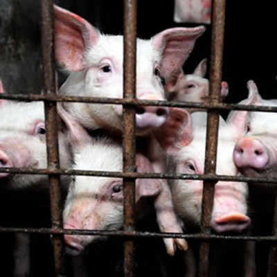Piglets in a cage looking at the camera