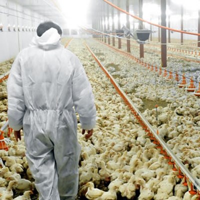 The back of a man in a white overall walking into Broiler chickens in a shed