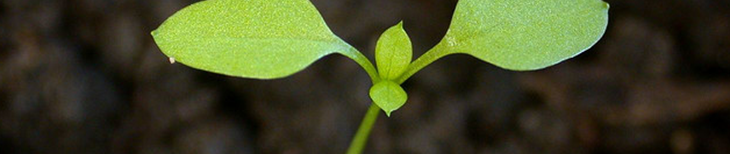 seedling