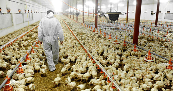 Here’s why factory farming still exists | Compassion in World Farming