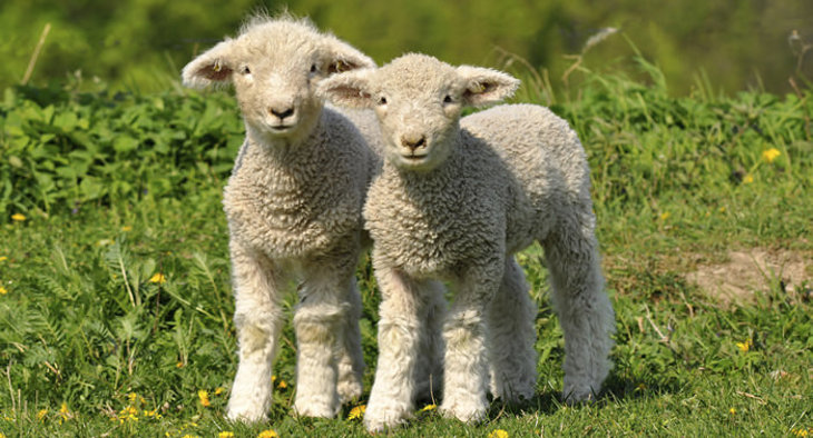 Your payroll gift will secure the foundations of the fight against factory farming Lambs in field.jpg