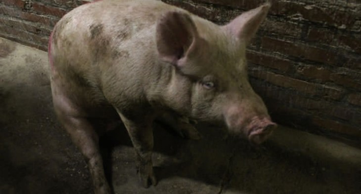 Sick Pig.jpg