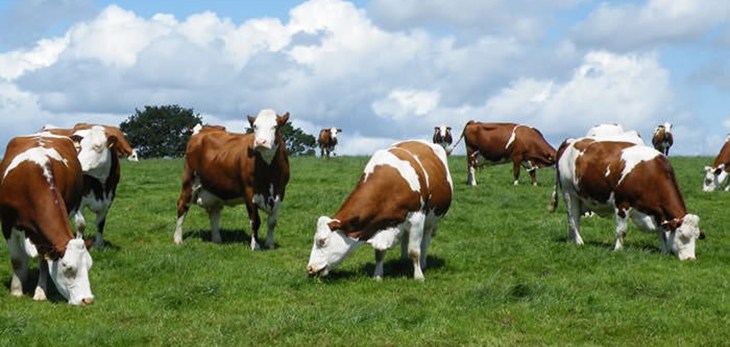 dairy-cows-in-field.jpg