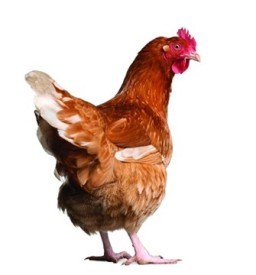 McDonald’s to go cage-free