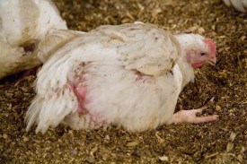 Leg disorders in meat chickens