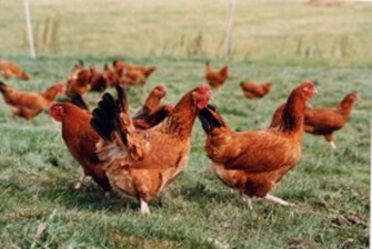 Free range laying hens on pasture