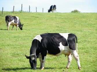 Cows grazing