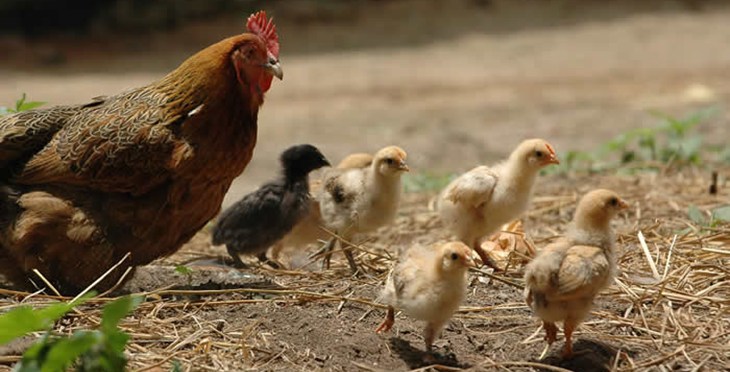 Chicks and hen.jpg