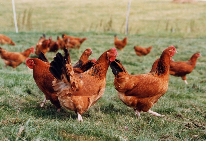 Free range hens Laying_hens_free_range22_Wait_Col_Black_1998_copyright_CIWF.jpg