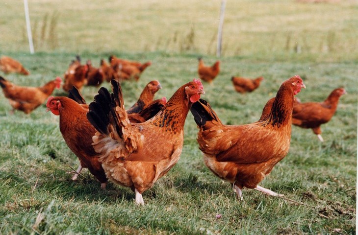 Laying_hens_free_range22_Wait_Col_Black_1998_copyright_CIWF.jpg