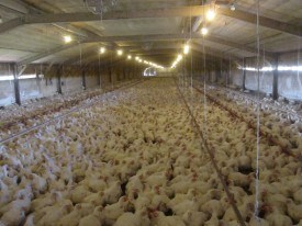 Major overcrowding of broiler chickens