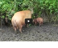 farm animals and us 2.jpg