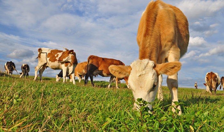 cattle grazing 1813.jpg