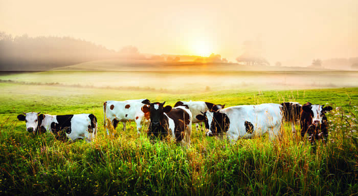 Cows in field IMO page.jpg