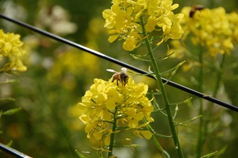 Sebastiano bees DSC_0173.JPG