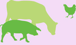 single colour drawing of a pig, a sheep, and a hen