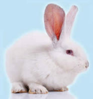 Photo of a white rabbit on a white background