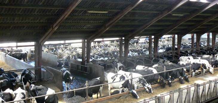 Welfare issues for dairy cows | Compassion in World Farming