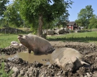 pigs wallowing in mud