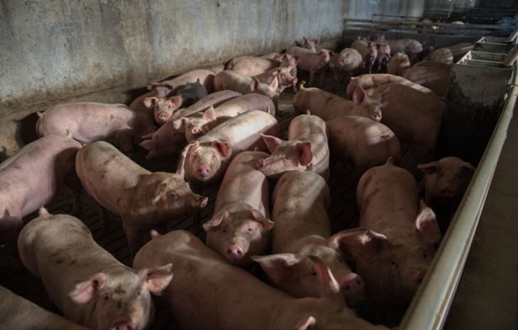 intensive-pig-farming.jpg