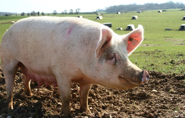 extensive-pig-farming.jpg