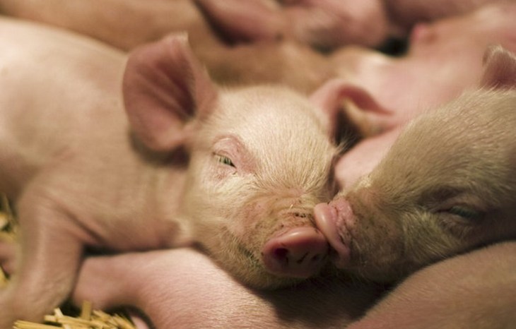 Piglets resting in a higher-welfare system