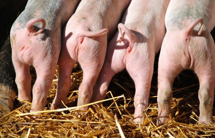 Piglets with intact tails
