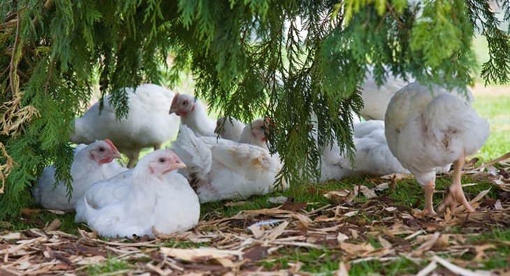 Broiler chickens in shade.jpg