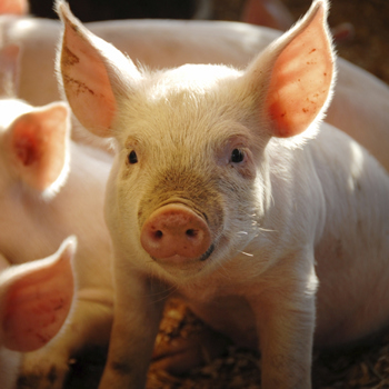 New study to improve pig welfare