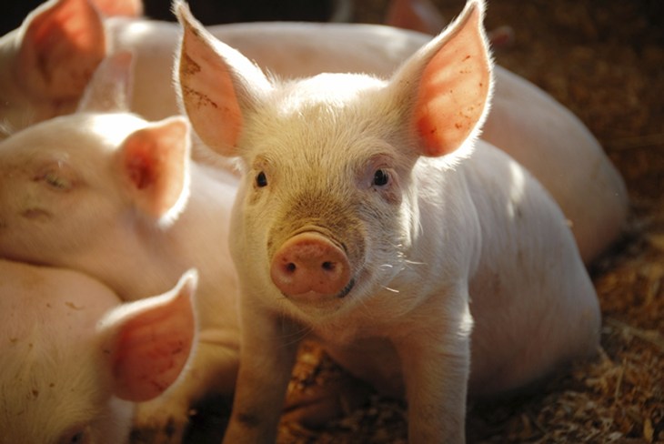 Piglet in Sunshine.jpg