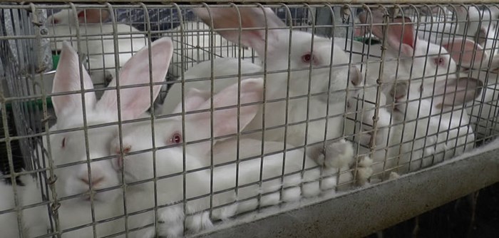 factory-farmed-rabbits.jpg