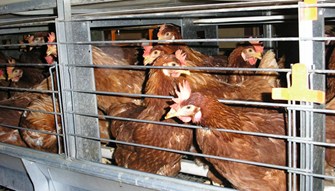 enriched caged hens PICT0085.jpg
