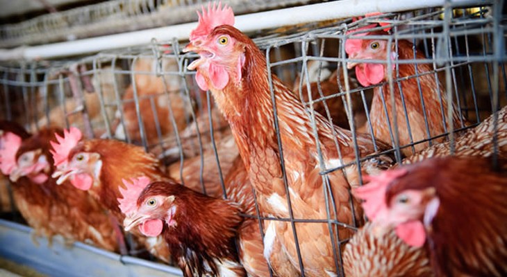 Cages Hens photo.jpg