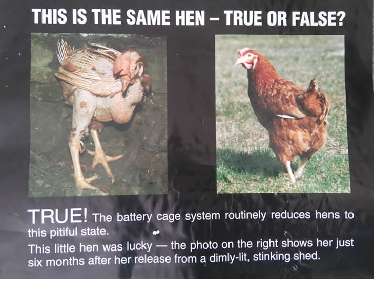 Same chicken poster.jpg
