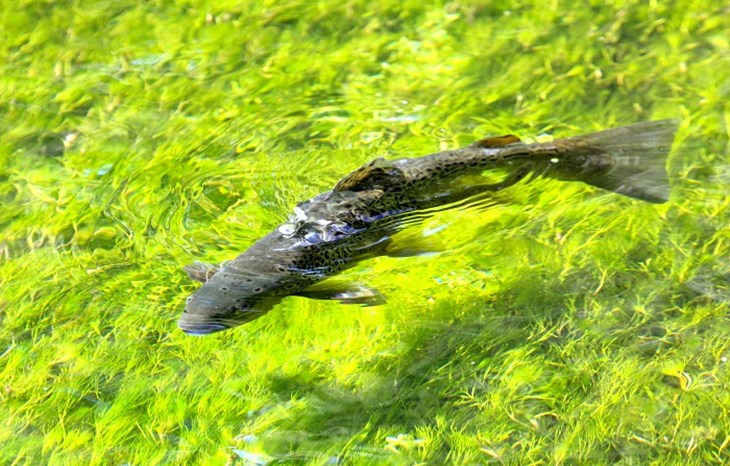 TROUT 2 IMG_0041 resized.jpg