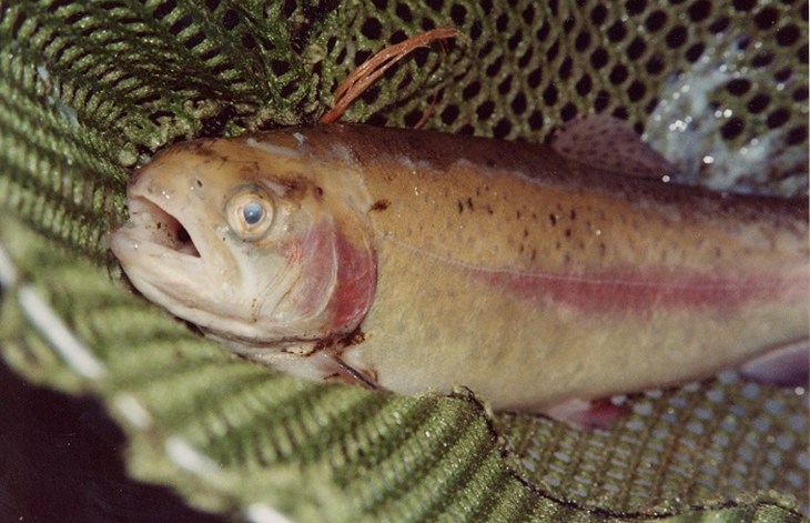 TROUT fish_farming09_c_CIWF resized.jpg