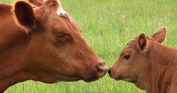 Understanding Animal Sentience: Why Feelings Matter | Compassion in ...