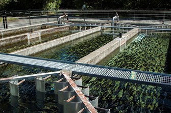 Fish farm iStock_60558900_LARGE resized.jpg