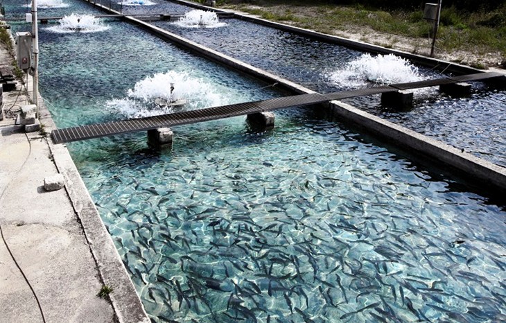 Fish farm iStock_11753087_LARGE resized.jpg