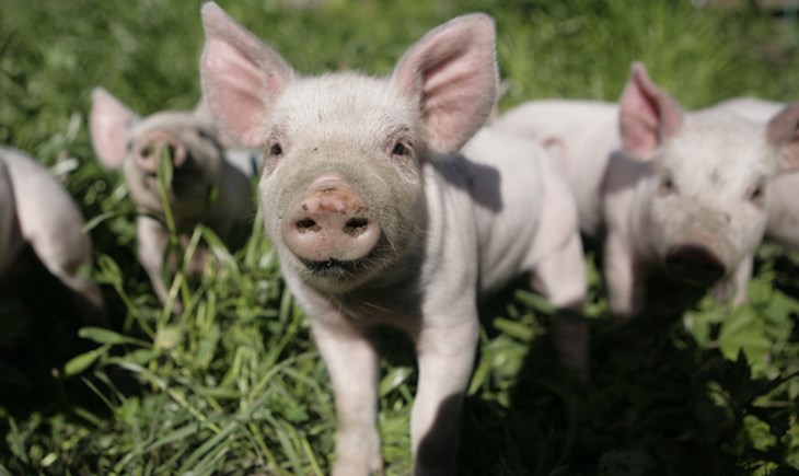 Vets agree: labelling will improve farm animal welfare | Compassion in  World Farming