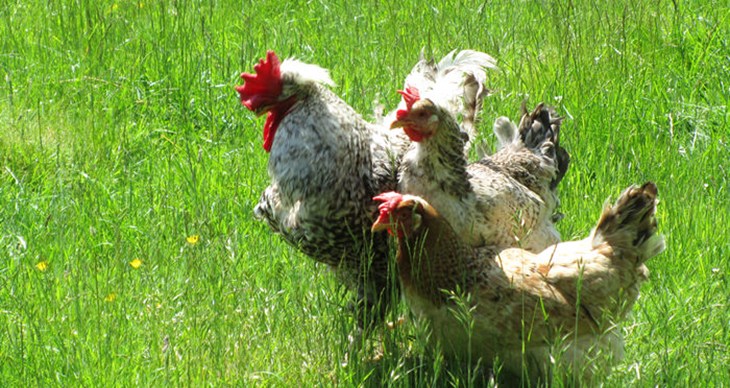 CIWF Chickens 1 for FAO invite.jpg