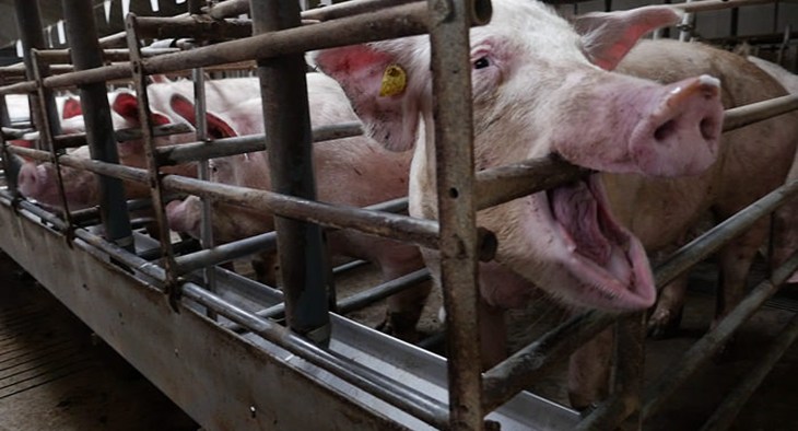 Sow stall in factory farm.jpg