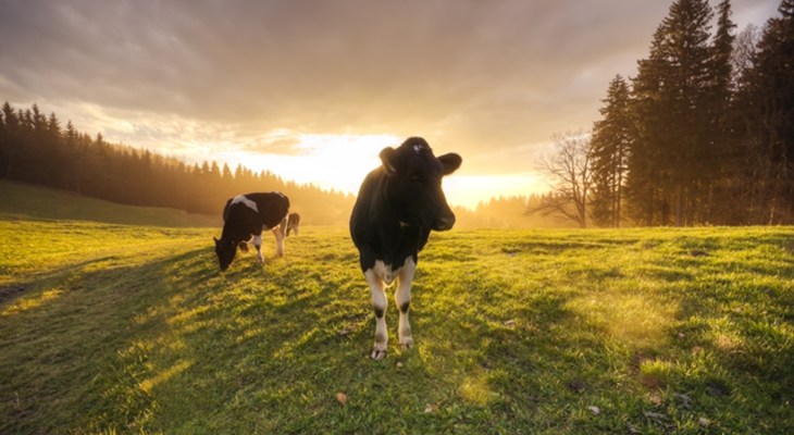 Page 18 Cows.jpg